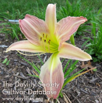 Daylily Lavender Parade